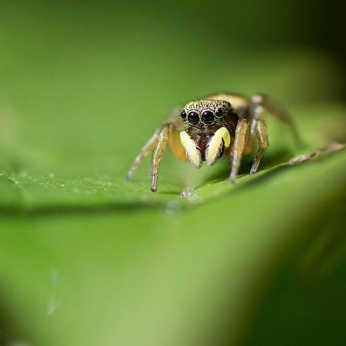 19  Salticidae