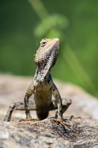 09  Lézard sur rocher
